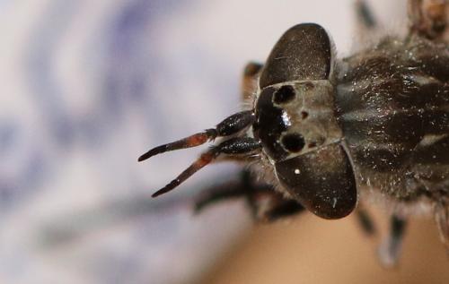 Haematopota pluvialis